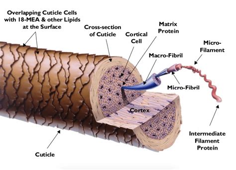 hair structure - Ciencia y cosmética