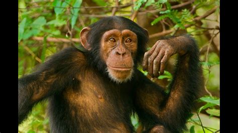 chimpanzee mating call (HQ sound effect) - YouTube