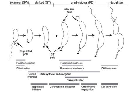 Caulobacter - microbewiki