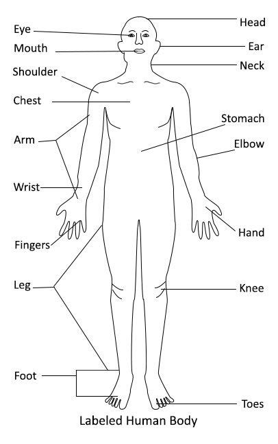 Labeled Human Body Diagram | Human body diagram, Body diagram, Human body organs