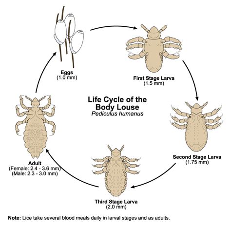 Life Cycle Of Lice Pictures