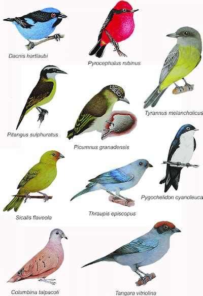 Why Only 10,000 Bird Species? - Ornithology