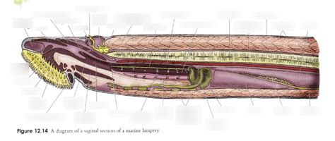 Lamprey Internal Anatomy Diagram