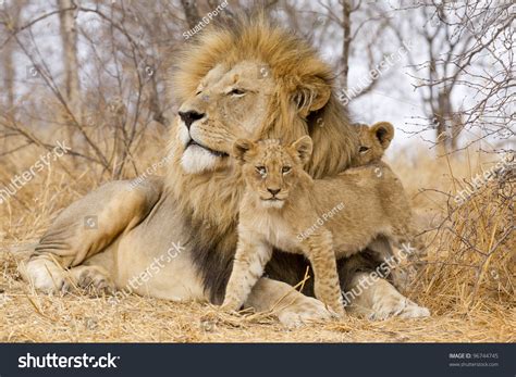 Male African Lion (Panthera Leo) With Cubs, South Africa Stock Photo 96744745 : Shutterstock