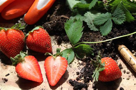 Easy Tips to Grow Strawberries From Seed