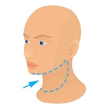 Neck PNG Transparent Images Free Download | Vector Files | Pngtree