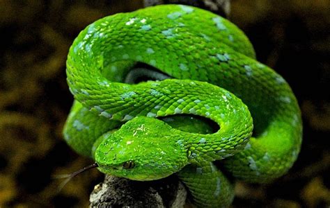 The rarest snake in the world is the Bothriechis rowleyi (Rowley's Palm ...