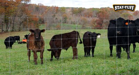 How to Build a Cattle Fence: A Step-By-Step Guide | Stay-Tuff