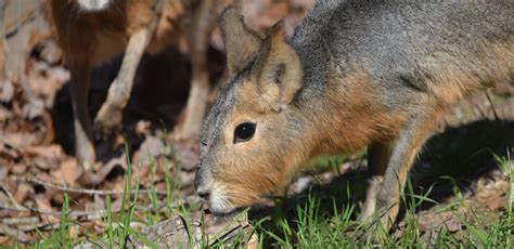 PATAGONIAN MARA - Yellow River Wildlife Sanctuary