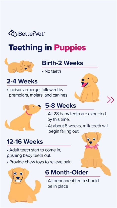 Puppy Teething: Timeline and What to Expect | BetterVet