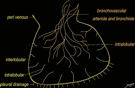 Diagrams Secondary Lobule | Lungs