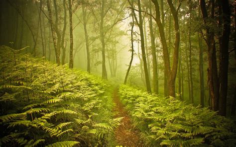 Bosque Full HD Fondo de Pantalla and Fondo de Escritorio | 2560x1600 | ID:375765