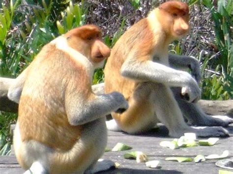 Funny Proboscis Monkey Photos | Funny Images Show