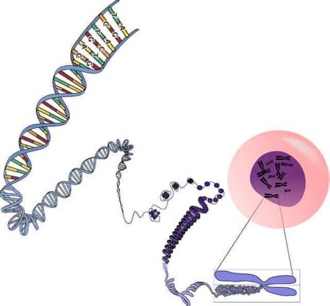 Ribonucleic Acid: Definition, 3 Types, Functions, And Structure