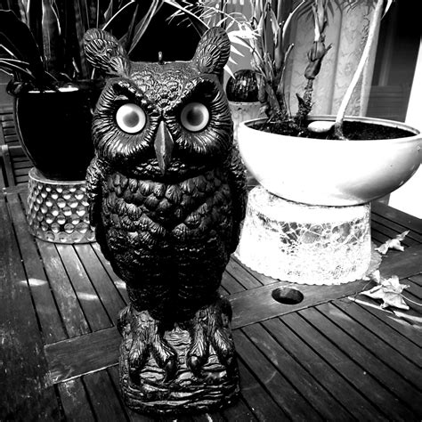 Black Owl Free Stock Photo - Public Domain Pictures