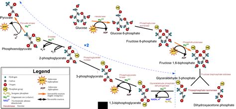 Glycolysis - Chemistry LibreTexts