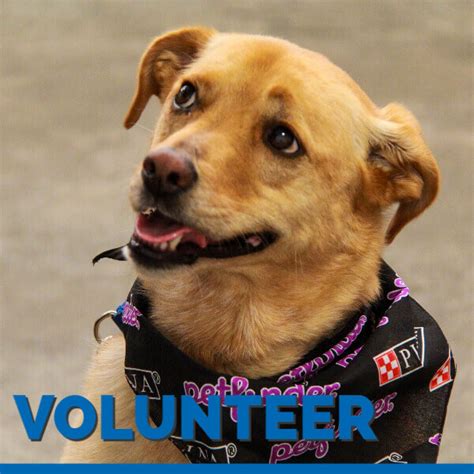 Volunteer at The Humane Society of the South Platte Valley in the ...