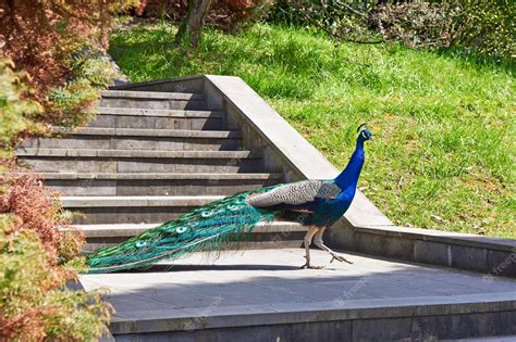 Premium Photo | Peacock walks in park