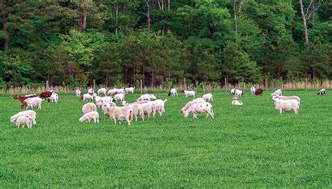 Small Ruminants :: FVSU College of Agriculture, Family Sciences and Technology