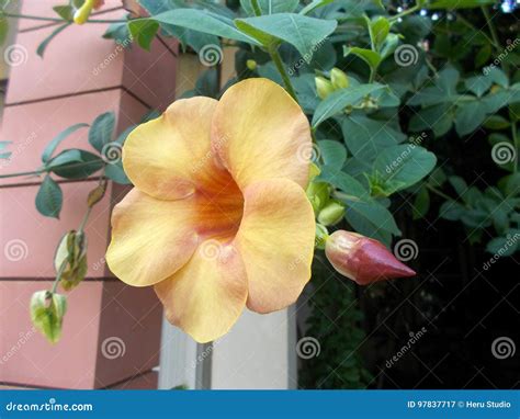 Allamanda flower stock image. Image of beauty, closeup - 97837717