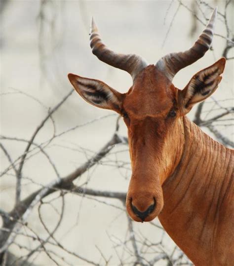 Hartebeest | African Wildlife Foundation