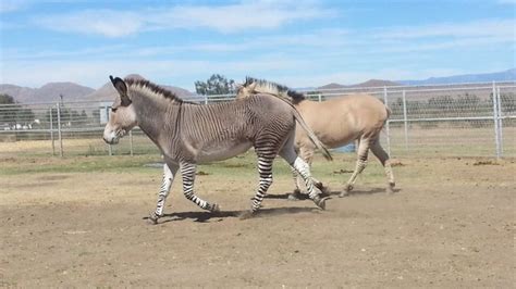 Grevy zebra zonkey and fjord zorse | Mulas, Asnos