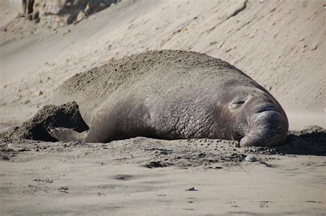 Elephant Seal | Photos and Info | The Wildlife