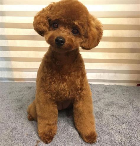 Everything I adore about the Poodle Pups #poodlehouse #poodlesg | Teddy ...