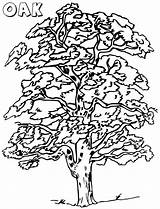 Tree Coloring Oak Pages Trees Elm Printable Pine Redwood Live Color  sketch template