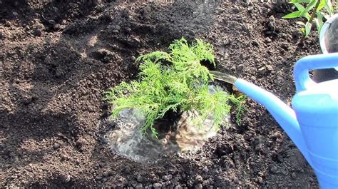 Useful Tips: How to Plant Juniper - Best Landscape Ideas