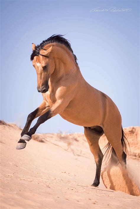 Pin de Nya Andersen en horses | Caballo hermosos, Fotos de caballos ...