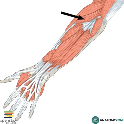 Extensor Carpi Radialis Longus • Muscular, Musculoskeletal • AnatomyZone