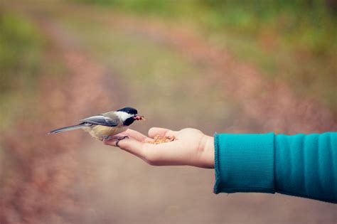 Best Bird-Watching Clubs for Any Bird Lovers