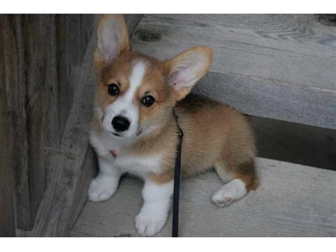 Corgi Rescue Adoption | PETSIDI