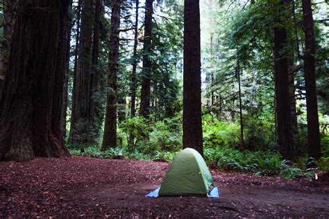 Camping Trip in California’s Redwood Forest