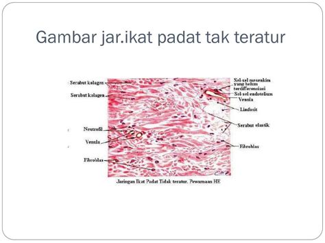 Free Download 74+ Gambar Jaringan Ikat Padat Terbaik - Gambar