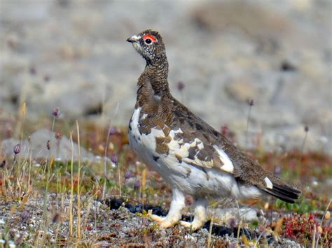 Rock Ptarmigan - eBird