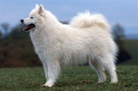 Samoyed Dog - All Big Dog Breeds