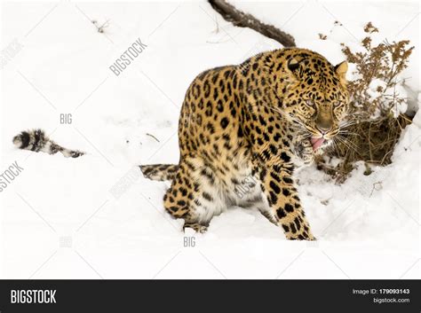 Amur Leopard in a snowy forest hunting for prey. Stock Photo & Stock Images | Bigstock