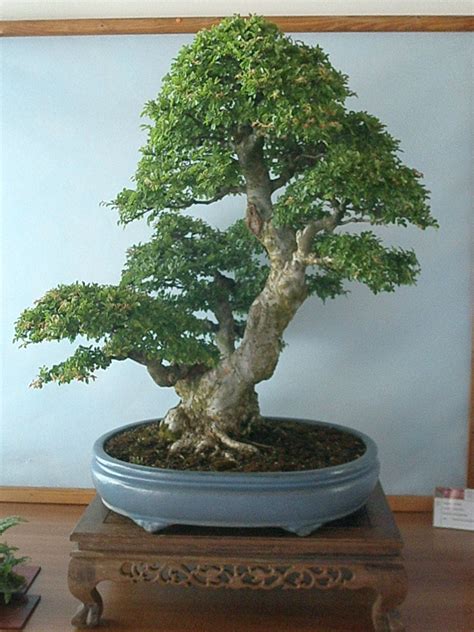 100 Year Old Chinese Elm Bonsai