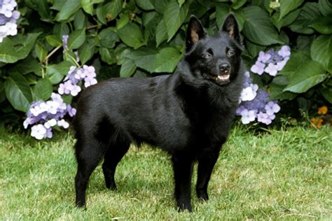 Schipperke Info, Temperament, Training, Diet, Puppies, Pictures