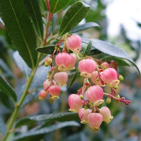 Arbutus unedo rubra | Evergreen Pink Strawberry Trees Ornamental Trees ...