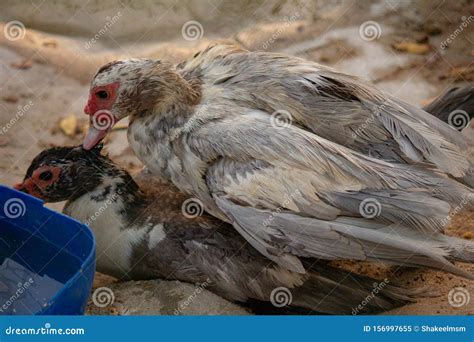 Ducks Mating, Wild Mallard Duck Anas Platyrhynchos Couple. Stock Image - Image of drake, birds ...