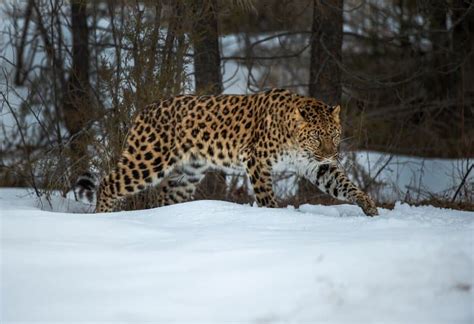 10 Fascinating Amur Leopard Facts - Fact Animal