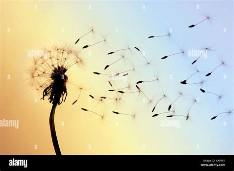 Blowing Dandelion Seeds | Metro Wallpapers