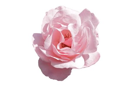 Aesthetic flower png, Aesthetic flower png Transparent FREE for download on WebStockReview 2024