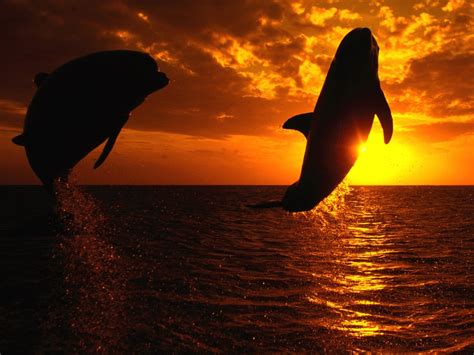 dolphin, Sunset, Jumping Wallpapers HD / Desktop and Mobile Backgrounds