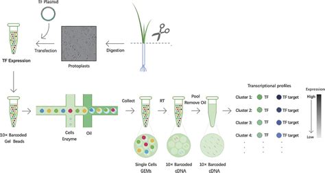 Single Cell Rna Seq Application