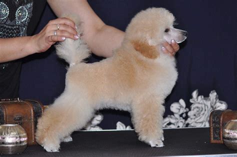 Male puppy mini white poodle – Dogs Jelena Dog Shows