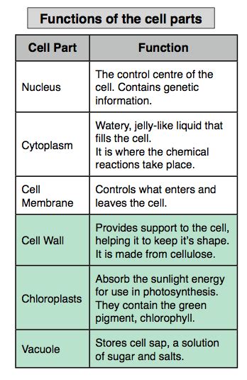 Function of organelles in animal cells